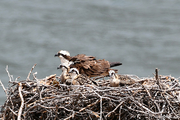 Osprey Chicks_3223