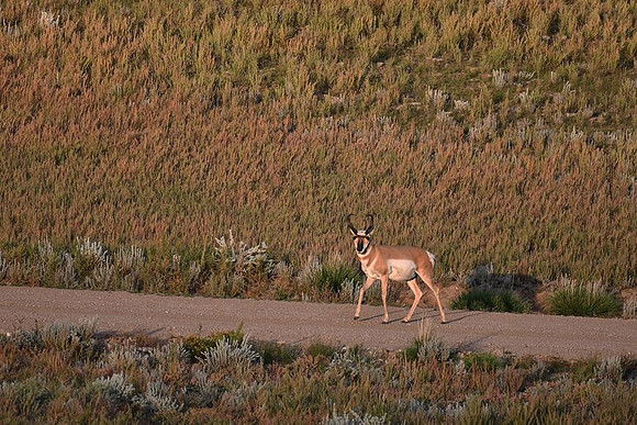 Sunset Bull Pronghorn