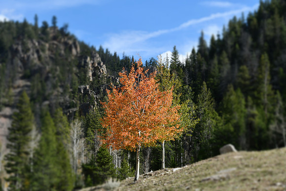 Pretty Tree_8117