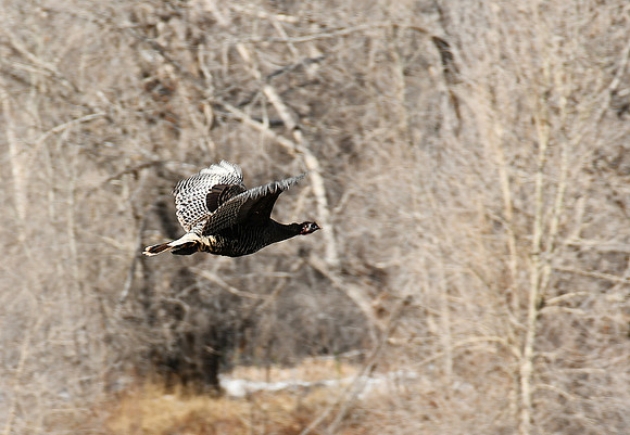 Flying Turkey_7749