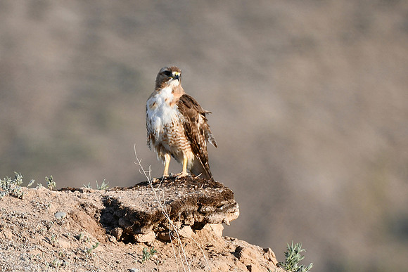 Hawk near Sunset _3881