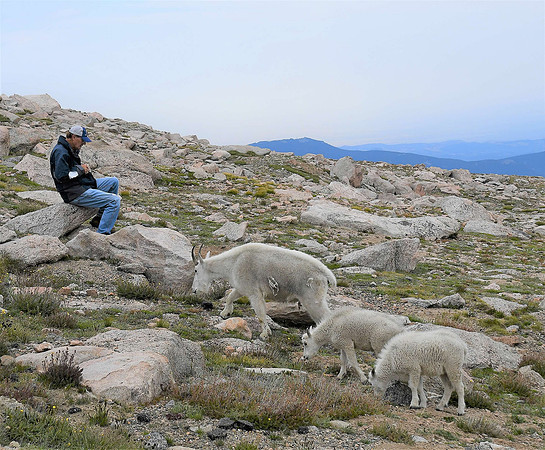 Mountain goats walking between us _9571.00