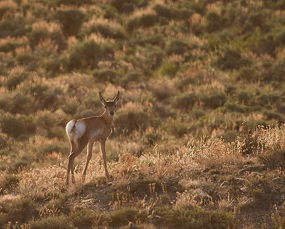 Evening dreams pronghorn baby_6676