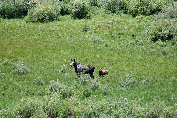 Cow Moose with newborn_6713