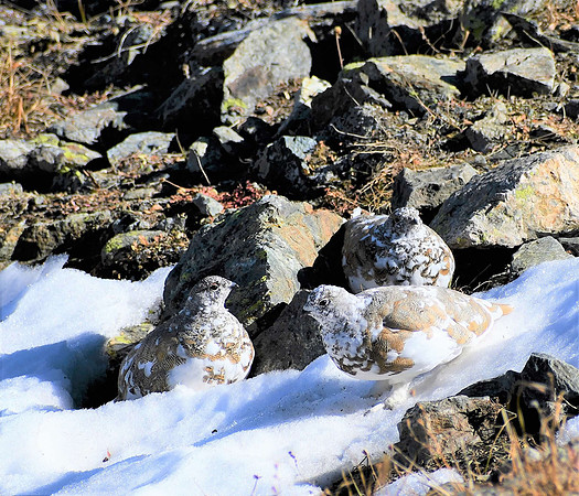 White -tailed Ptarmigan _7598