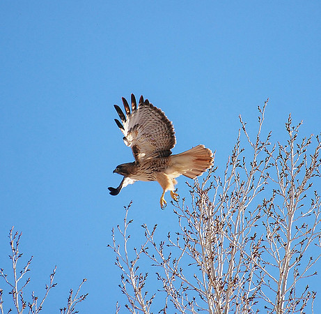 taking flight
