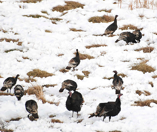 Turkey Flock_0749