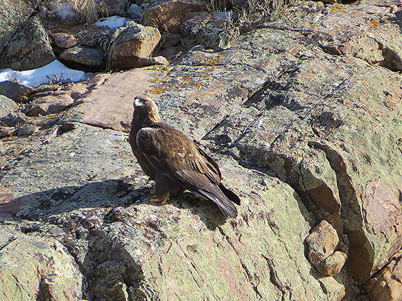 Golden Eagle_5254