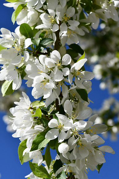 Flowering trees_9787