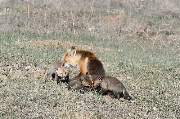 Three Fox kits_1641