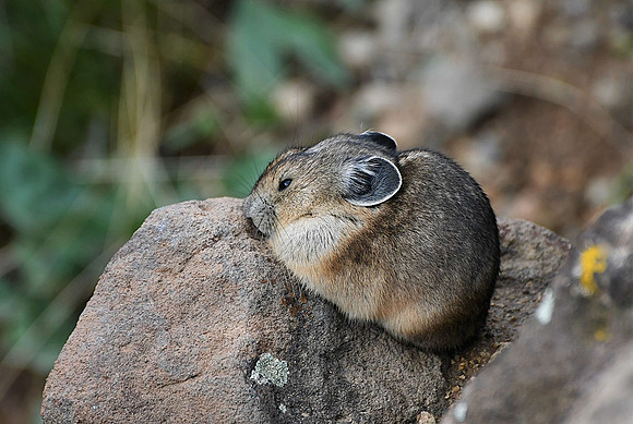Nap Time_9159