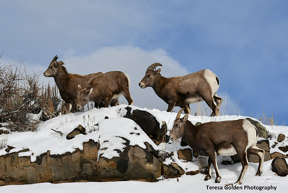 bighorns 1