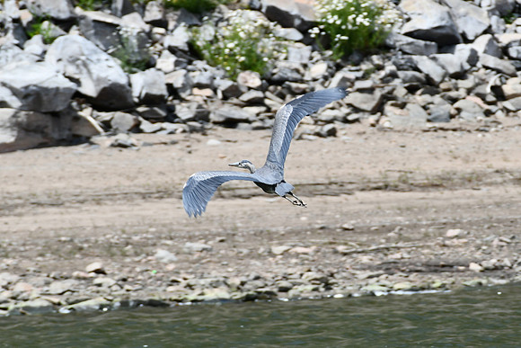 Mighty Blue_4527