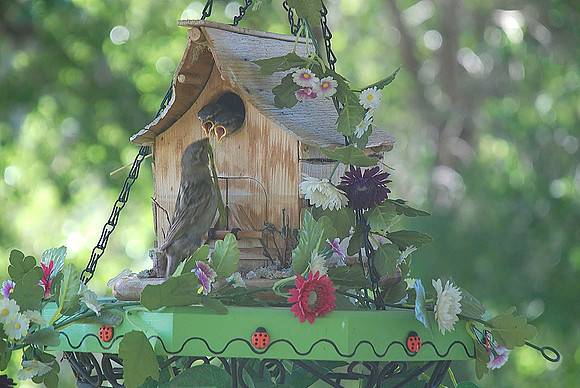 A Beautiful Home  054