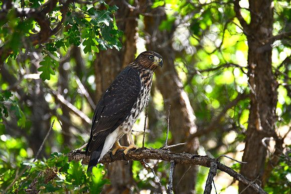 Red-tail Fledgling_6982