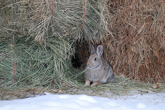 Rabbit in Hay