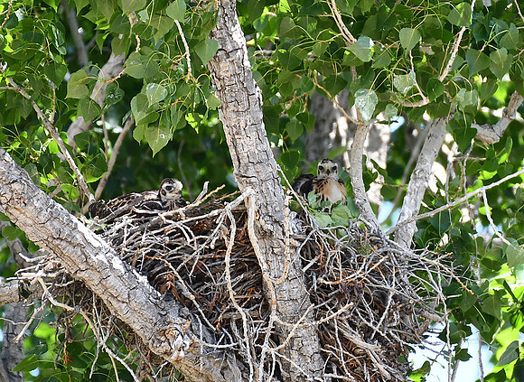 Eyas in the Nest_1999
