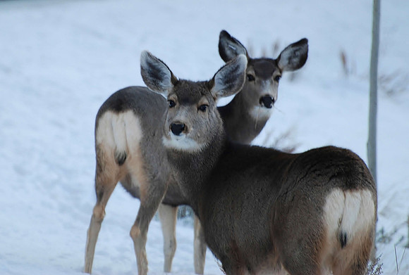 deer_0086