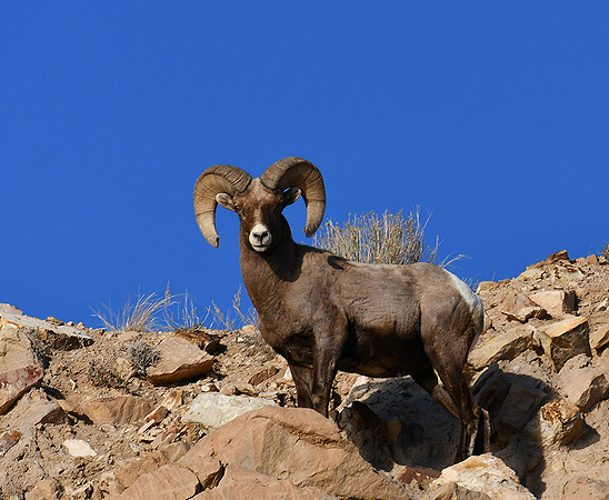 Beautiful Bighorn Ram_2311