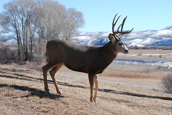 Deer tongue out_0387