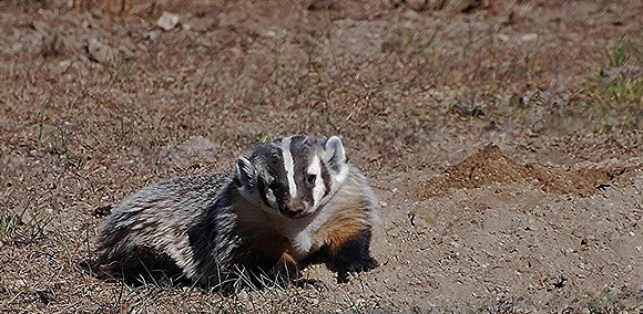 Pretty Badger