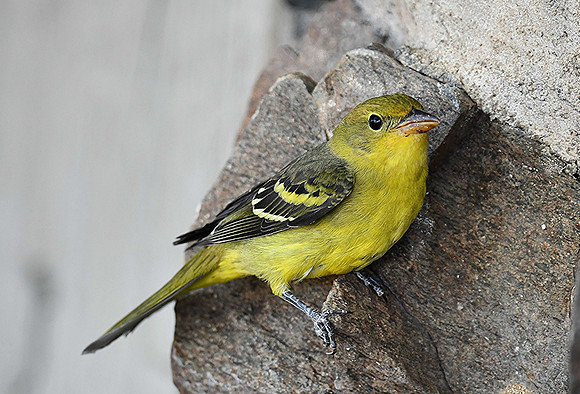 Western Tanager 890