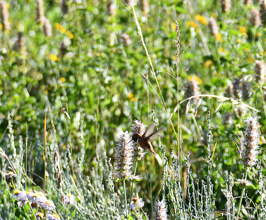 DSC_9627 000