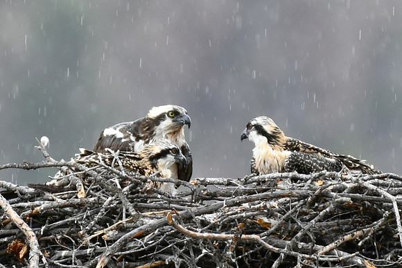 Rain Shower_2454