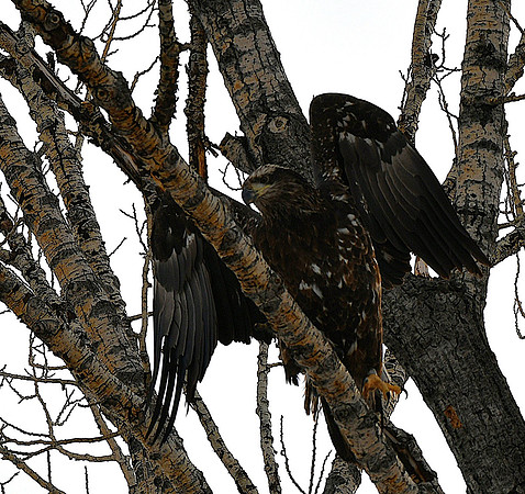 Young Bald Eagle taking flight_4965