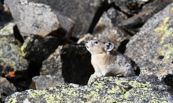 Pika singing