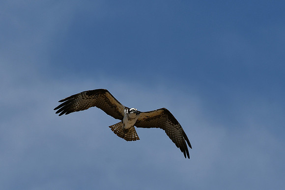 Powerful Flight_6286