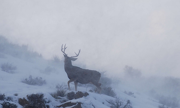 Snow whirlwind_0389