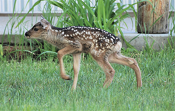 First Steps_0004