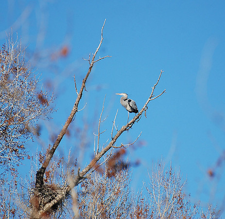 On a limb
