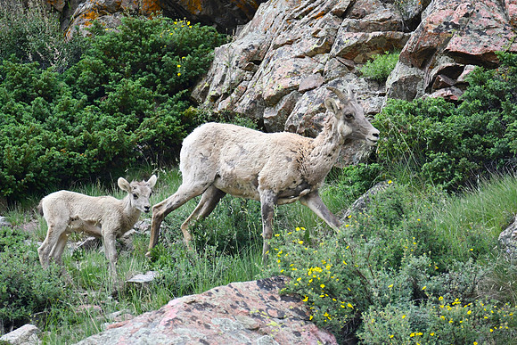 Lamb 1st of season_5619