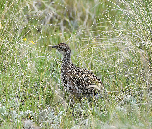 Sage Grouse Chic _9262