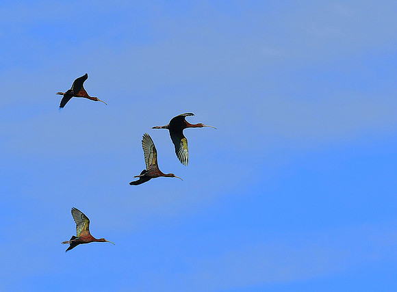 Flying In_4228