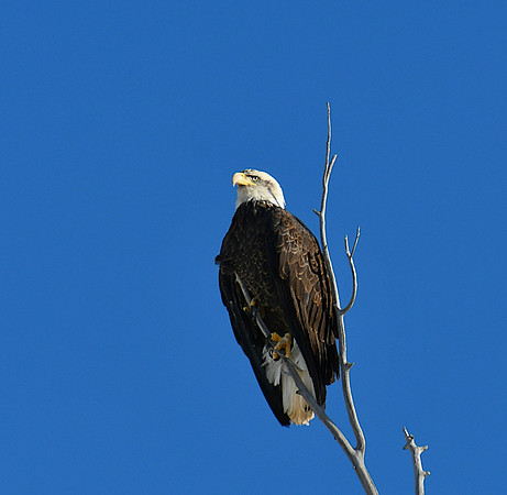 On Alert_9733