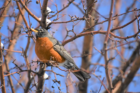 American Robin_4554