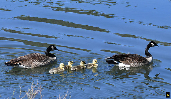 Geese and Goslings_7819