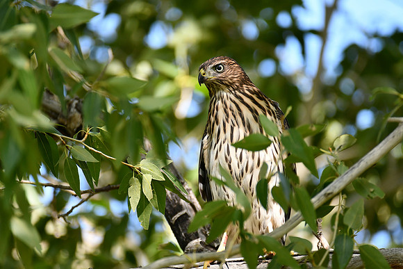 Hawk fledgling_6972