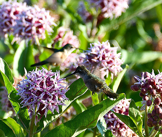 Double Wild Hummingbirds_8461