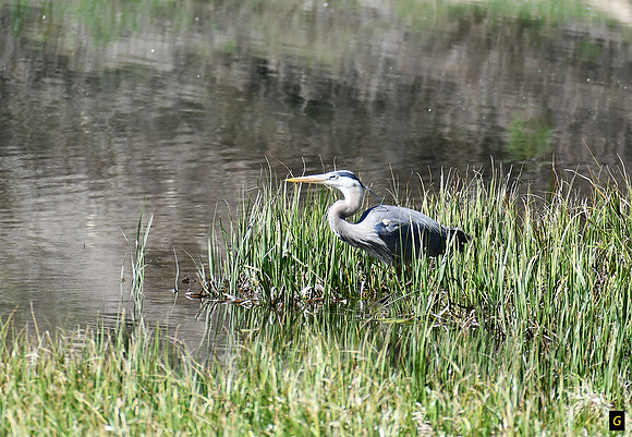DSC_8355 G