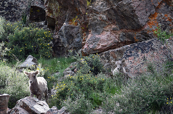 Bighorn lambs in the cliffs_6156