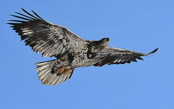 Juvenile Bald Eagle -8838