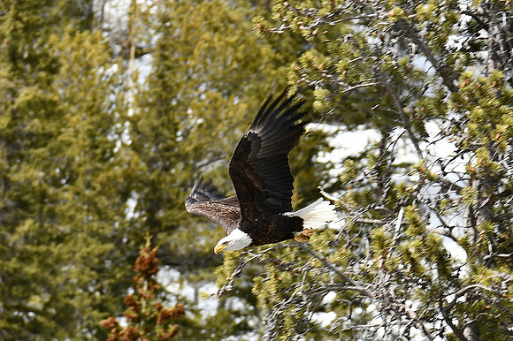 Fishing Eagle Style_3200