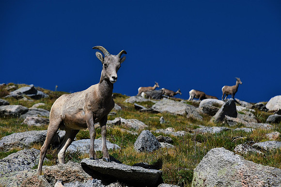 Bighorns descending