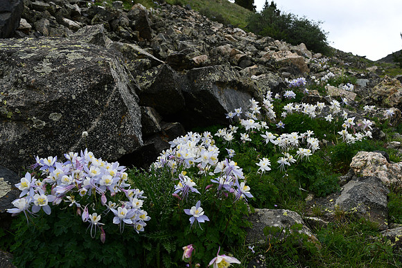 Wild Coumbines_8249