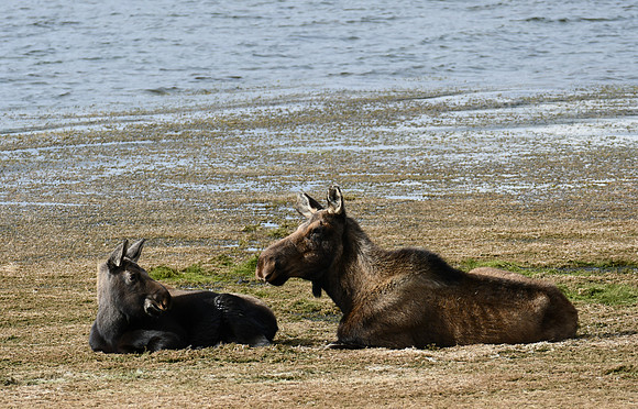 Being a Moose_8375