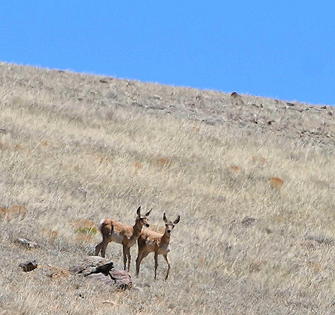 Baby Pronghorn_0517